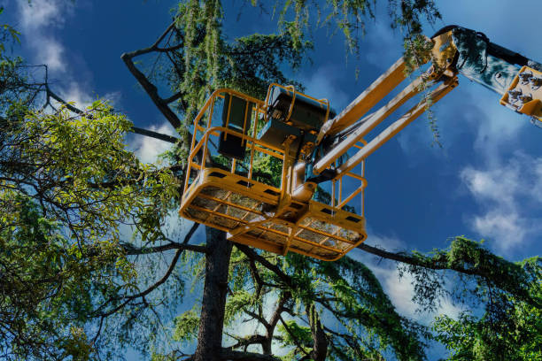 Best Commercial Tree Services  in Fairview, GA