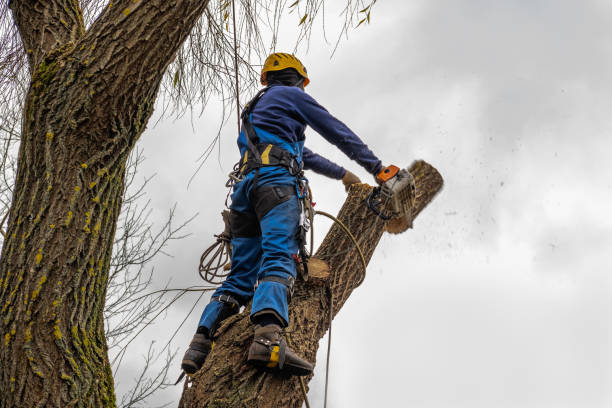 Best Seasonal Cleanup (Spring/Fall)  in Fairview, GA