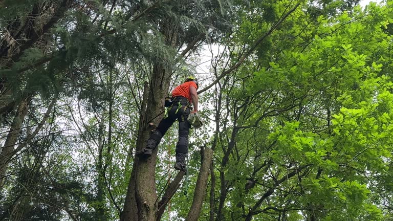 Professional Tree Care Services in Fairview, GA