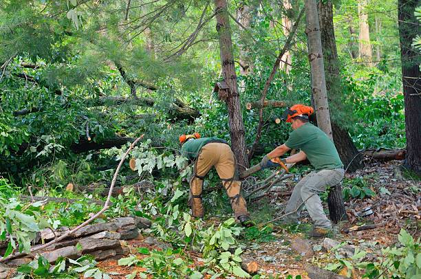 Best Lot and Land Clearing  in Fairview, GA