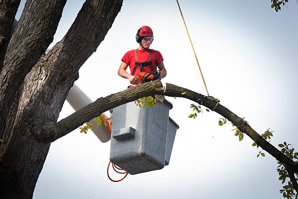 Best Tree Trimming and Pruning  in Fairview, GA